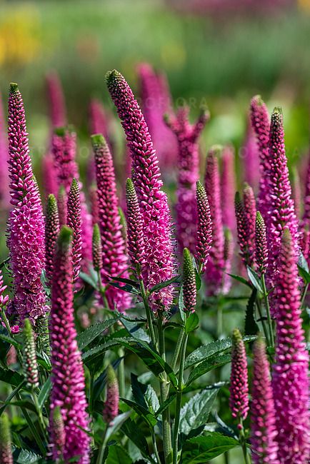 Przetacznik 'Lancita Pink' Veronica spicata
