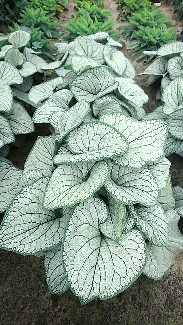 Brunnera 'Silver Heart' Brunnera macrophylla