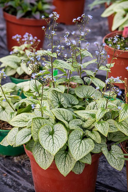 Brunnera 'Little Heart' Brunnera macrophylla