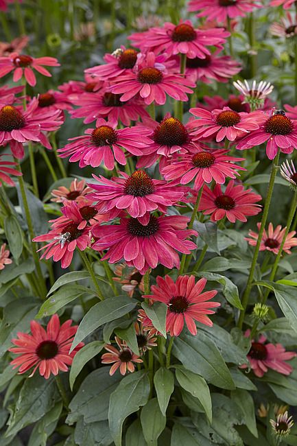 Jeżówka 'Sweet Meadow Mama' Echinacea