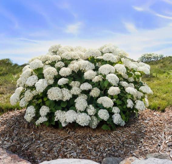 Hortensja drzewiasta First Edition® 'FlowerWOW'® Hydrangea arborescens