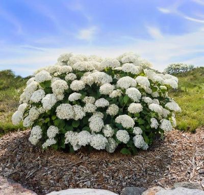 Hortensja drzewiasta First Edition® 'FlowerWOW'® Hydrangea arborescens