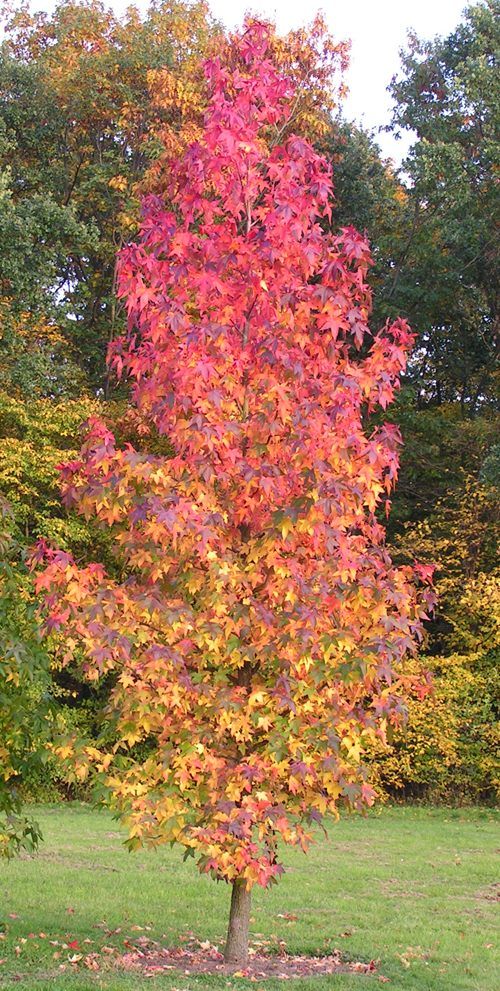 Ambrowiec amerykański Liquidambar styraciflua