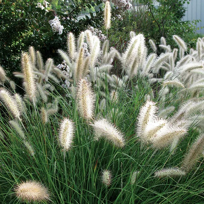 Rozplenica japońska 'Cassian' Pennisetum alopecuroides