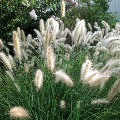 Rozplenica japońska 'Cassian' Pennisetum alopecuroides