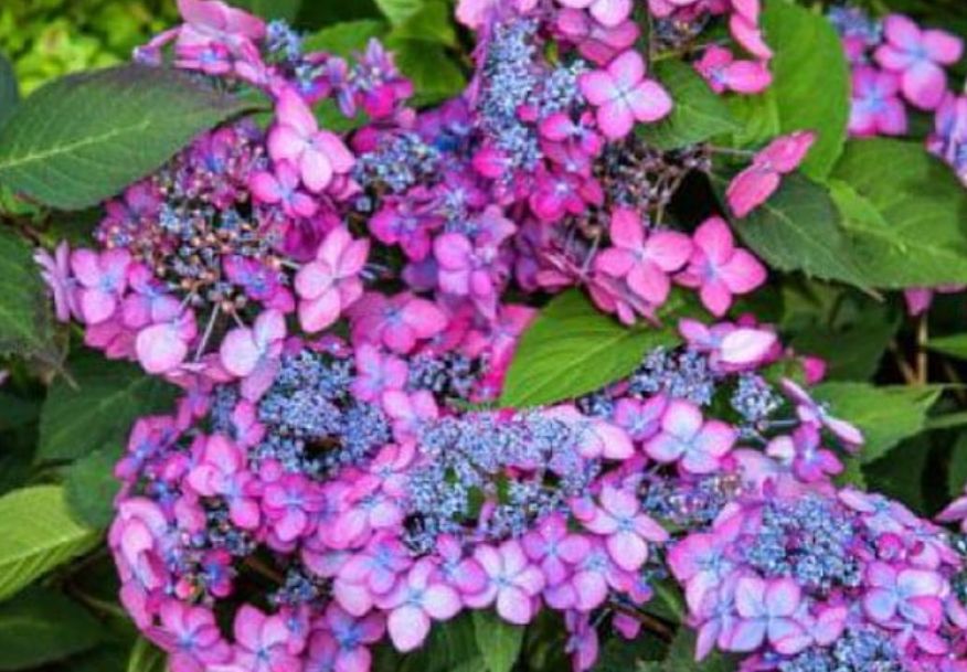 Hortensja piłkowana 'Barca' Hydrangea serrata