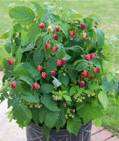 Malina doniczkowa Summer Lovers® 'Patio Red' Rubus ideaus