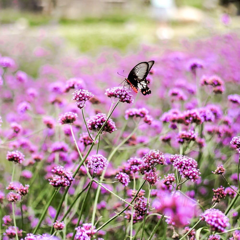 Werbena patagońska argentyńska 'Lollipop' Verbena boneriensis