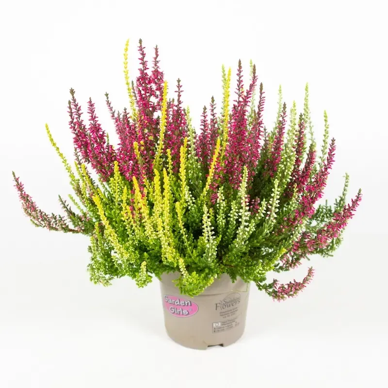 Wrzos kolorowy Trio Girls Garden Girls® Red-White-Yellow Calluna vulgaris