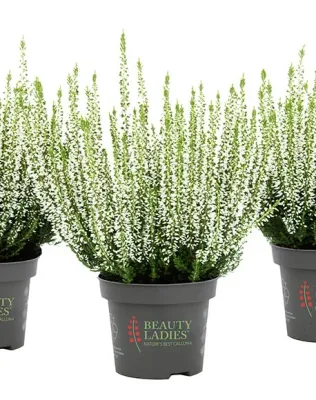 Wrzos biały Beauty Ladies® Calluna vulgaris