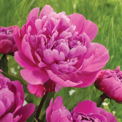 Piwonia chińska 'Jadwiga' Paeonia lactiflora