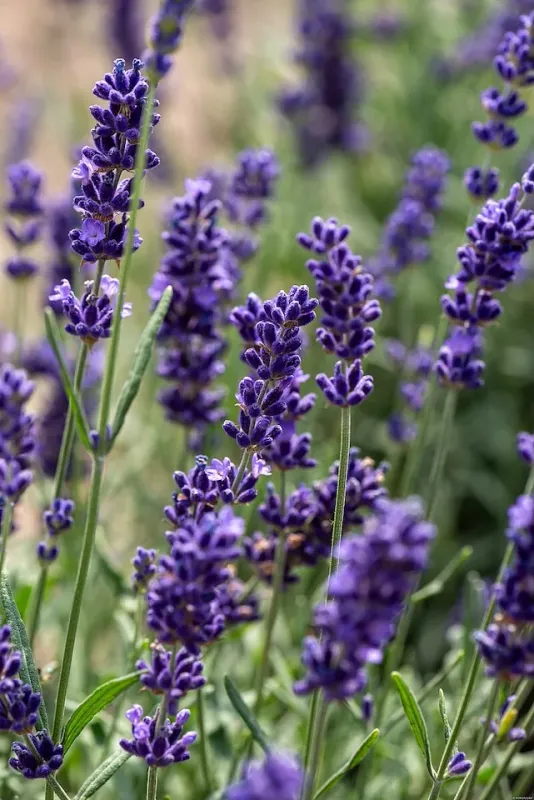 Lawenda wąskolistna 'Hidcote Blue' Lavandula angustifolia