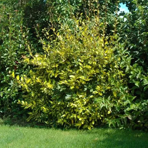 Oliwnik ebbinga 'Limelight' Elaeagnus