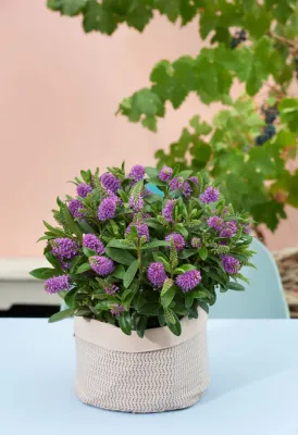 Hebe Addenda® Purple Hebe