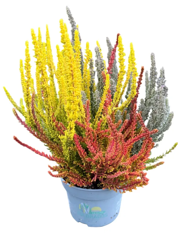 Wrzos Skyline® Colorados Trios Calluna vulgaris
