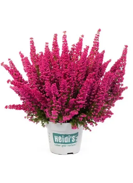 Wrzosiec wielkokwiatowy Heidi's® czerowny Erica gracillis