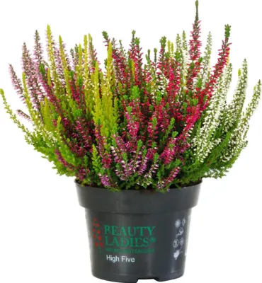 Wrzos 'High Five® Beauty Ladies®' Calluna vulgaris