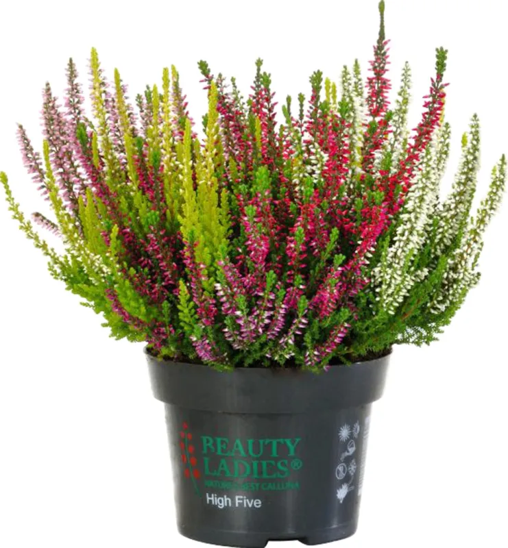 Wrzos 'High Five® Beauty Ladies®' Calluna vulgaris