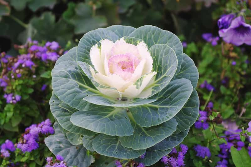 Kapusta ozdobna biała proste liście Brassica oleracea