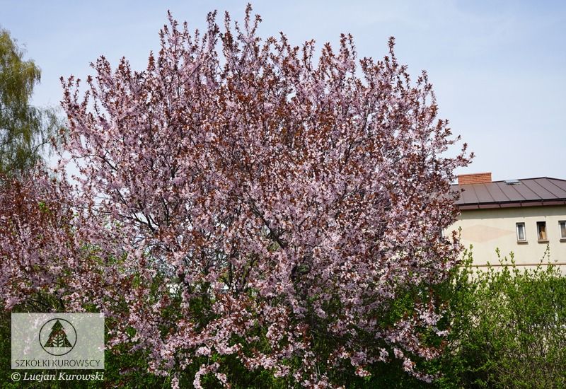 Śliwa wiśniowa 'Pissardi' Prunus cerasifera