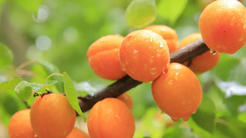 Morela 'Harcot' Prunus armeniaca