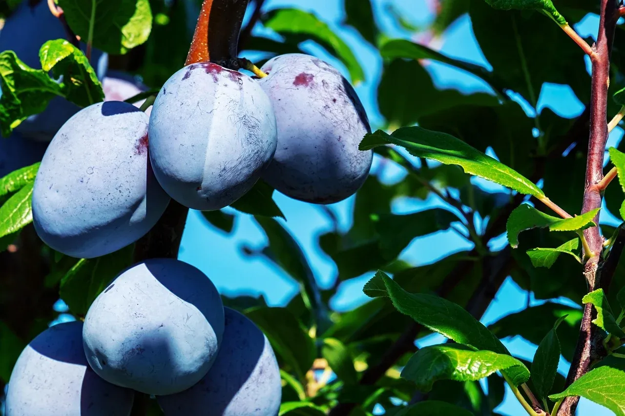 Śliwa śliwka 'Gigant Blue' Prunus domestica