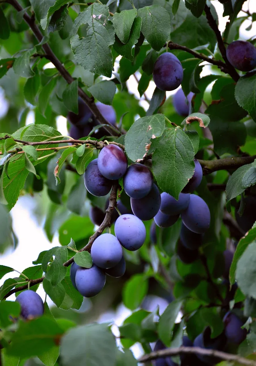 Śliwa śliwka 'Kalipso' Prunus domestica