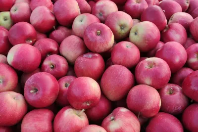 Jabłoń 'Idared' Malus domestica
