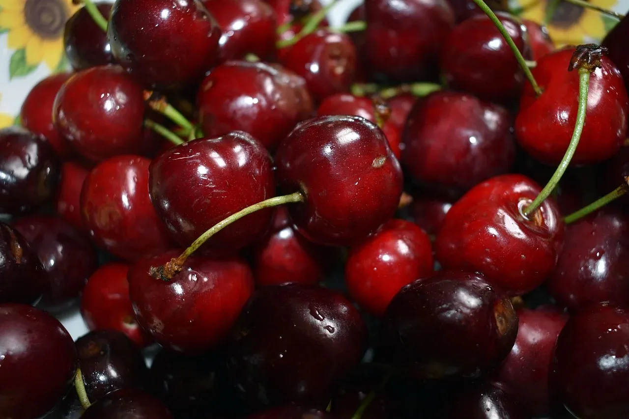 Czereśnia 'Staccato' Prunus avium