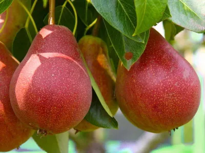 Grusza 'Red Faworytka' Pyrus communis