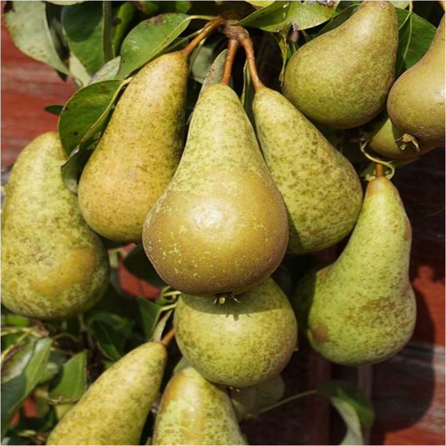 Grusza 'Konferencja' Pyrus communis