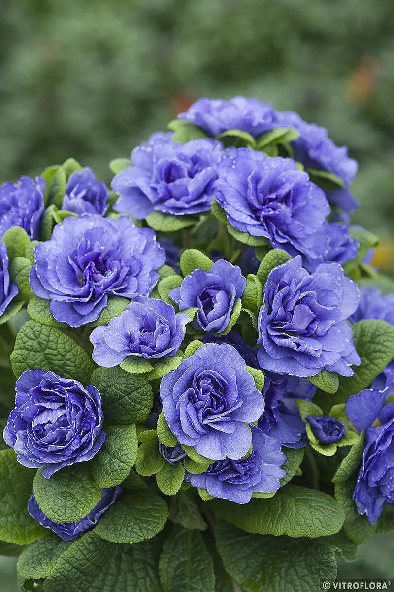 Pierwiosnek 'Prima Belarina™ Blue Bird' Primula vulgaris