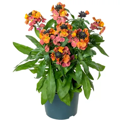 Pszonak 'Super Bowl Orange' Erysimum hybridum