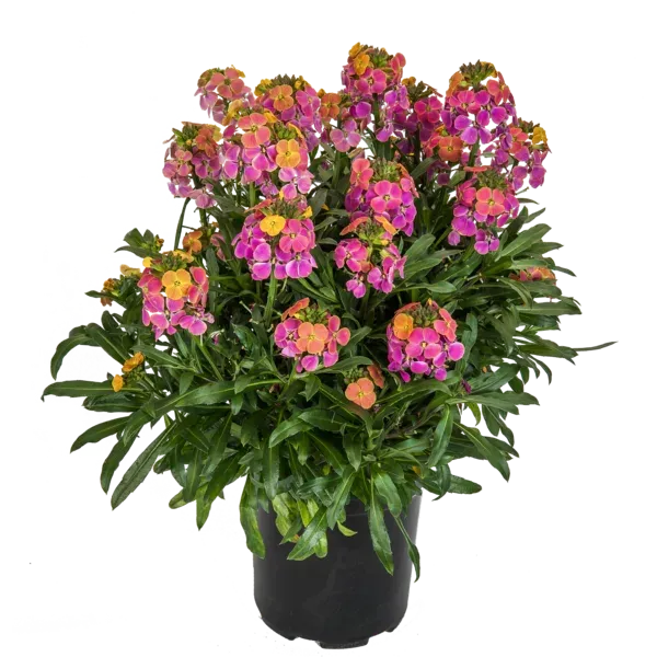 Pszonak 'Erysistible Tricolor' Erysimum hybridum