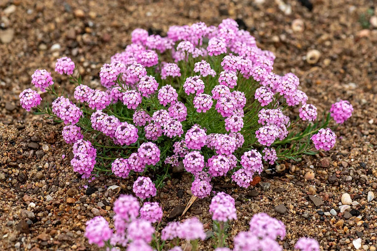 Skrzydlinka armeńska 'Warley Rose' Aethionema armenum