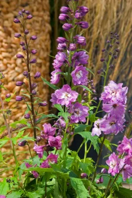Ostróżka 'Excalibur Lilac White Bee' Delphinium hybrida