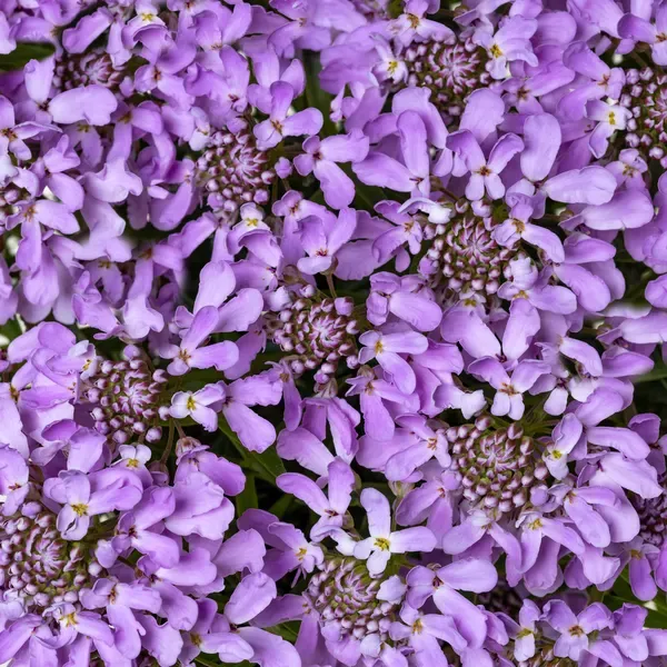 Ubiorek 'Arielle Pink' Iberis sempervirens