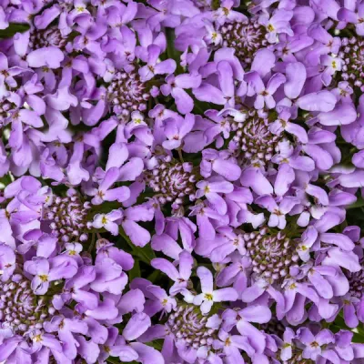 Ubiorek 'Arielle Pink' Iberis sempervirens