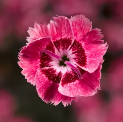 Goździk 'Dixie® Rose Picotte' Dianthus hybrida