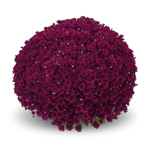 Chryzantema 'Pilou Violet' Chrysanthemum