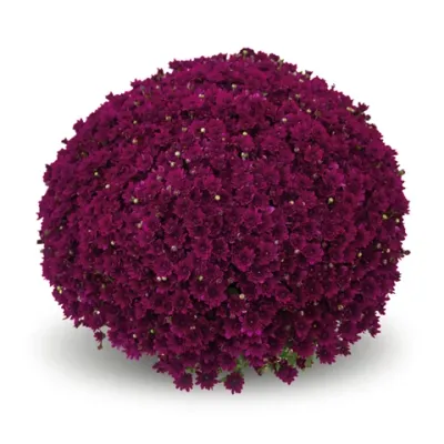 Chryzantema 'Pilou Violet' Chrysanthemum