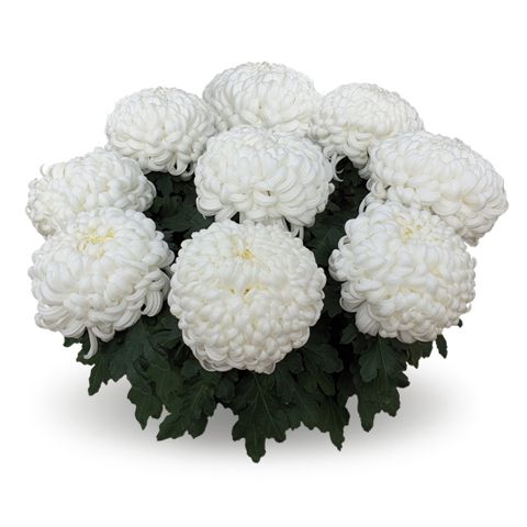 Chryzantema wielkokwiatowa 'Komodo Blanc' Chrysanthemum