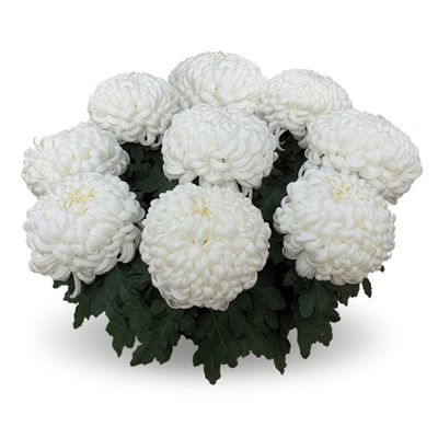 Chryzantema wielkokwiatowa 'Komodo Blanc' Chrysanthemum