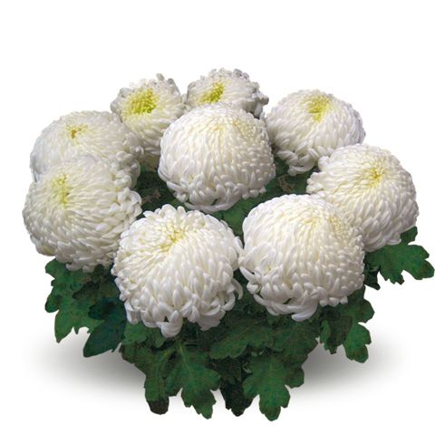 Chryzantema wielkokwiatowa 'Sunberry Blanc' Chrysanthemum grandiflorum