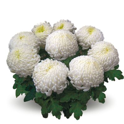 Chryzantema wielkokwiatowa 'Sunberry Blanc' Chrysanthemum grandiflorum