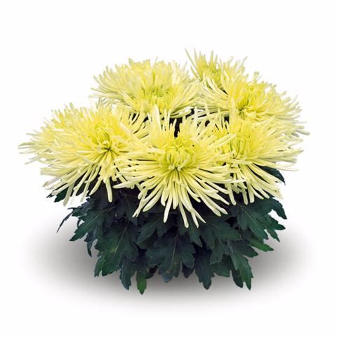 Chryzantema igiełkowa 'Linda Blanc' Chrysanthemum
