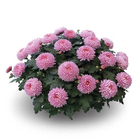 Chryzantema wielkokwiatowa 'Minideco Bonbon' Chrysanthemum