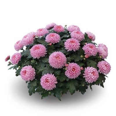Chryzantema wielkokwiatowa 'Minideco Bonbon' Chrysanthemum