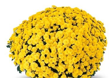 Chryzantema 'Matima Yellow' Chrysanthemum