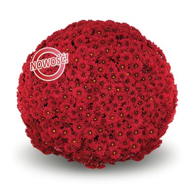 Chryzantema 'Duras Red' Chrysanthemum